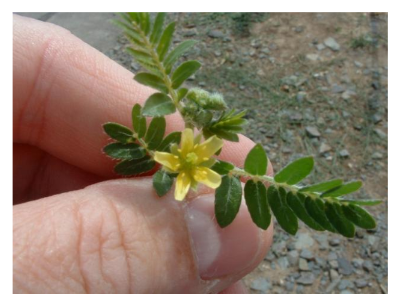 Idaho Growin' WHAT’S GOT YOUR GOAT?