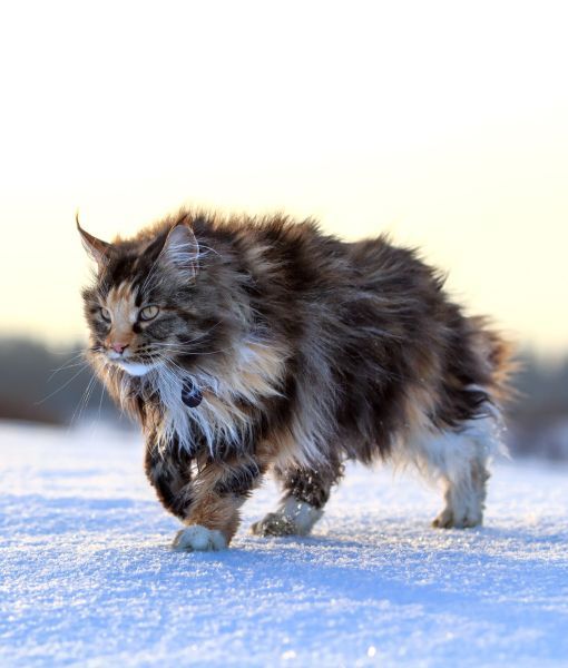 Maine Coon Cat Breed Origin,Pictures,Health and Other Information