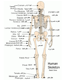 مكونات الجهاز العظمي اوالهيكلي