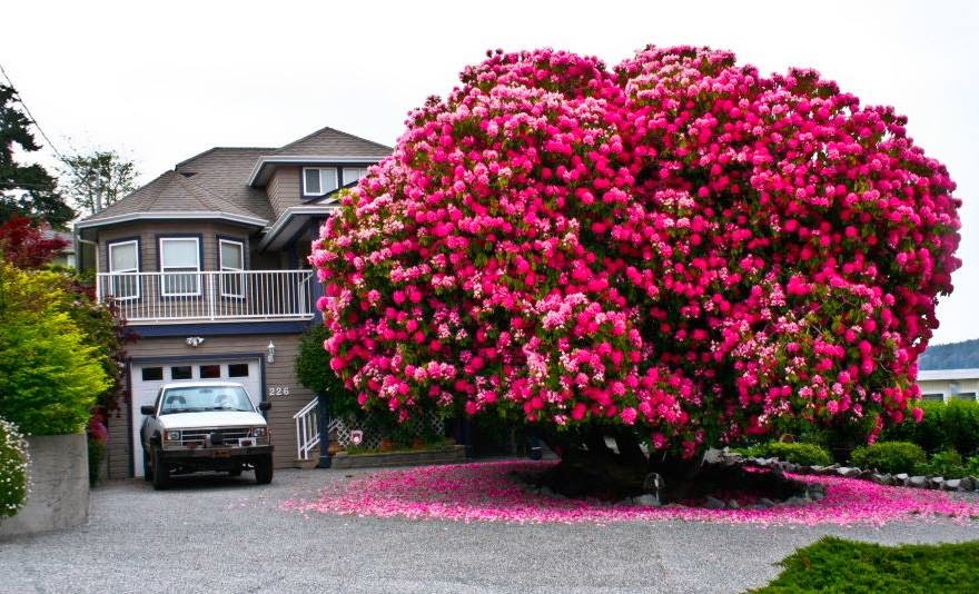 Round about the wonders of the world Beautiful exotic trees in the world