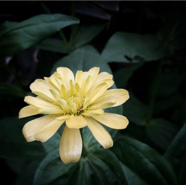 Tanaman Bunga Yang Mudah Ditanam