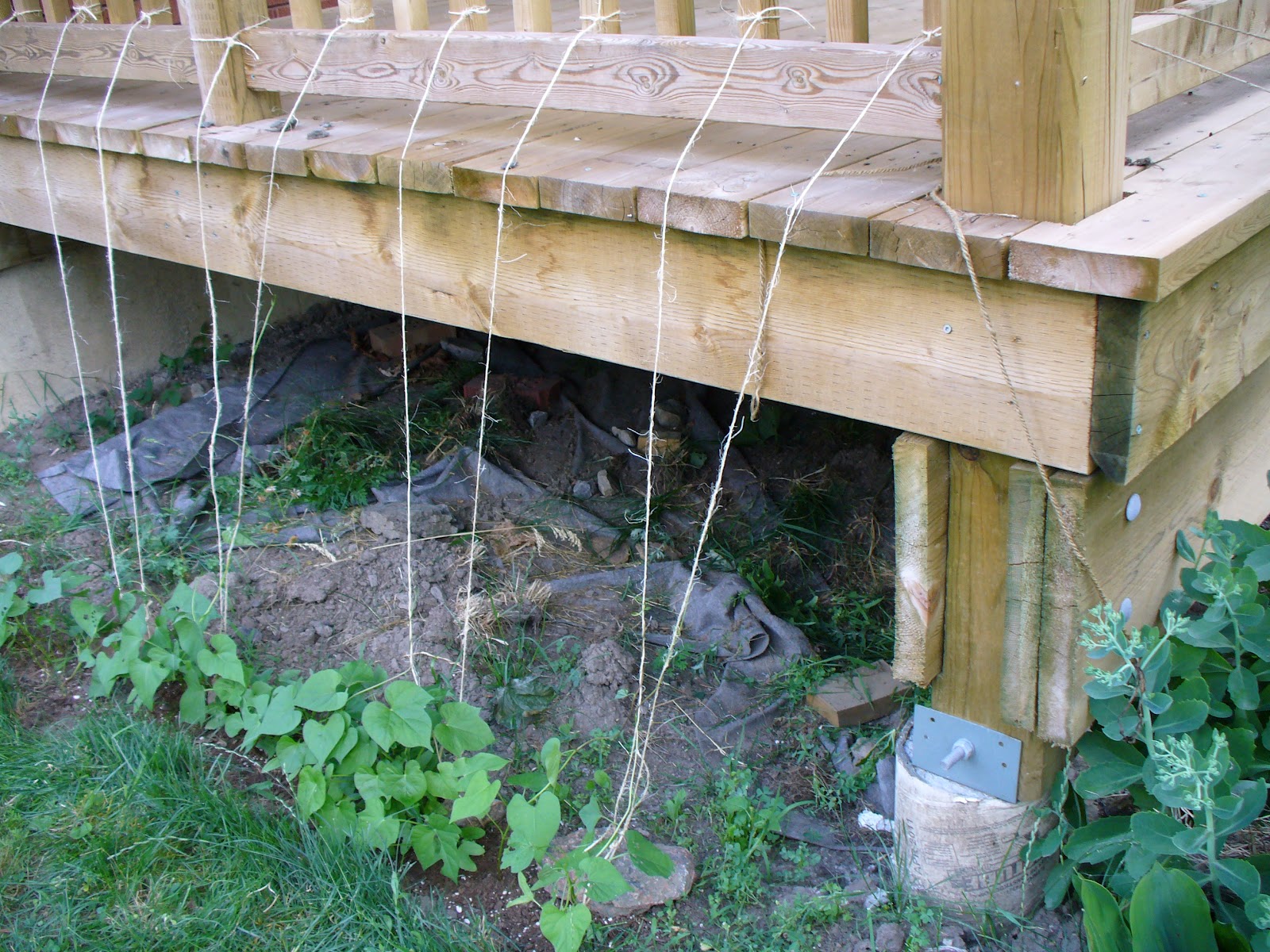 Homemade Trellis For A Morning Glory Plant 25