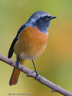 Daurian Redstart - Phoenicurus auroreus