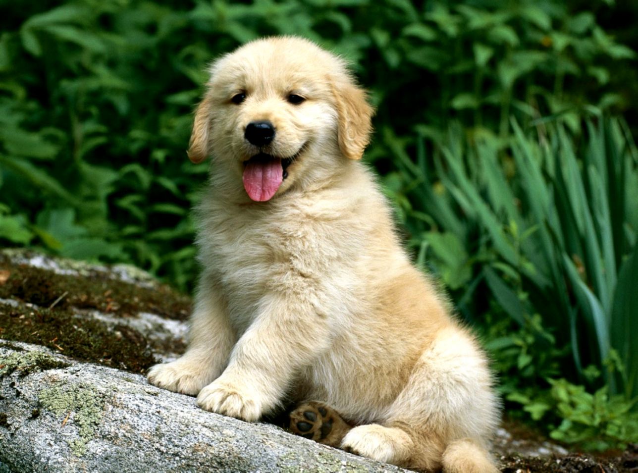 Dog Puppy Retriever Hd Wallpaper Wallpapers New