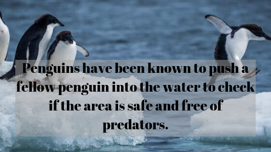 DYK: 10 facts based around Penguins | My Crazy Email