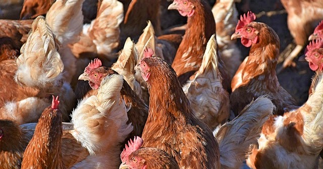 Mengenali Ciri-Ciri Ayam Yang Sehat Serta Cara Menjaga Kesehatanya