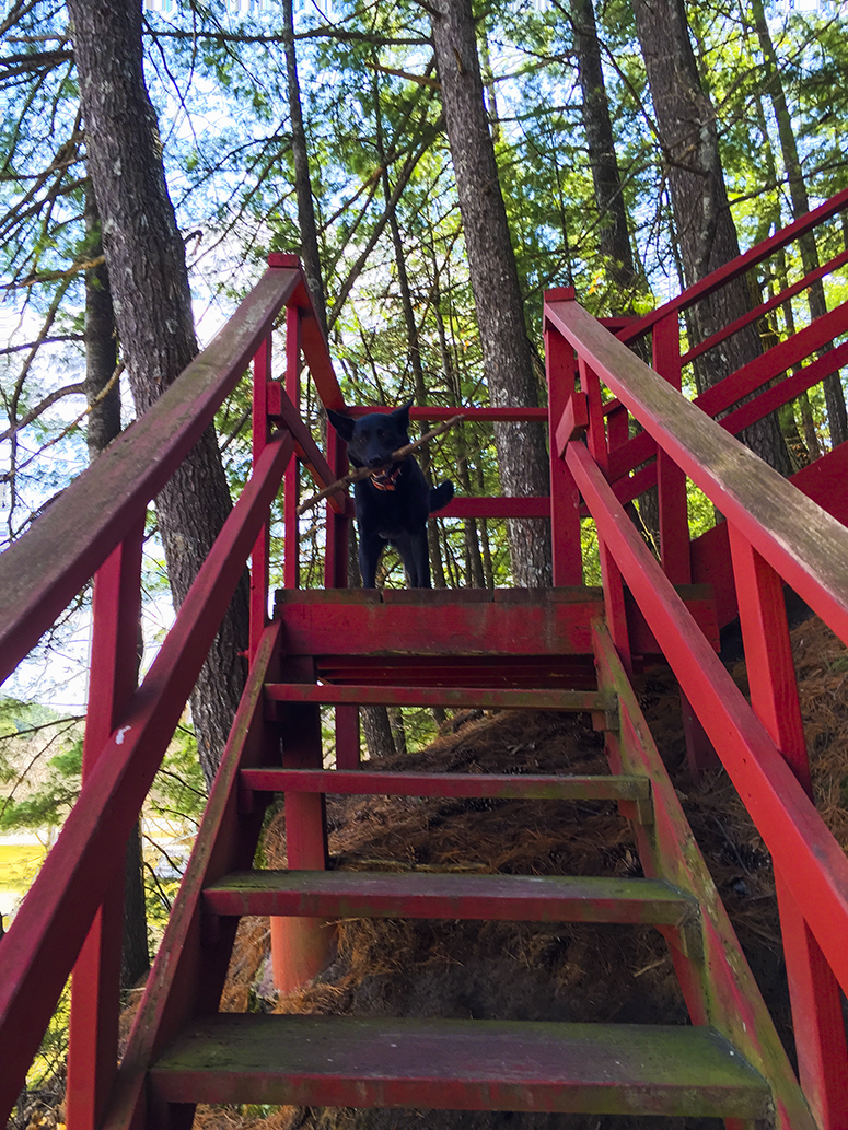 red wooden stairs with black dog at landing