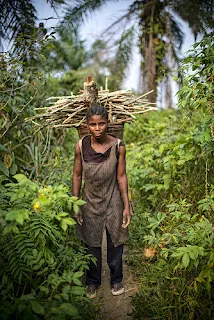 Firewood collection by women in Lukolela, Democratic Republic of Congo.