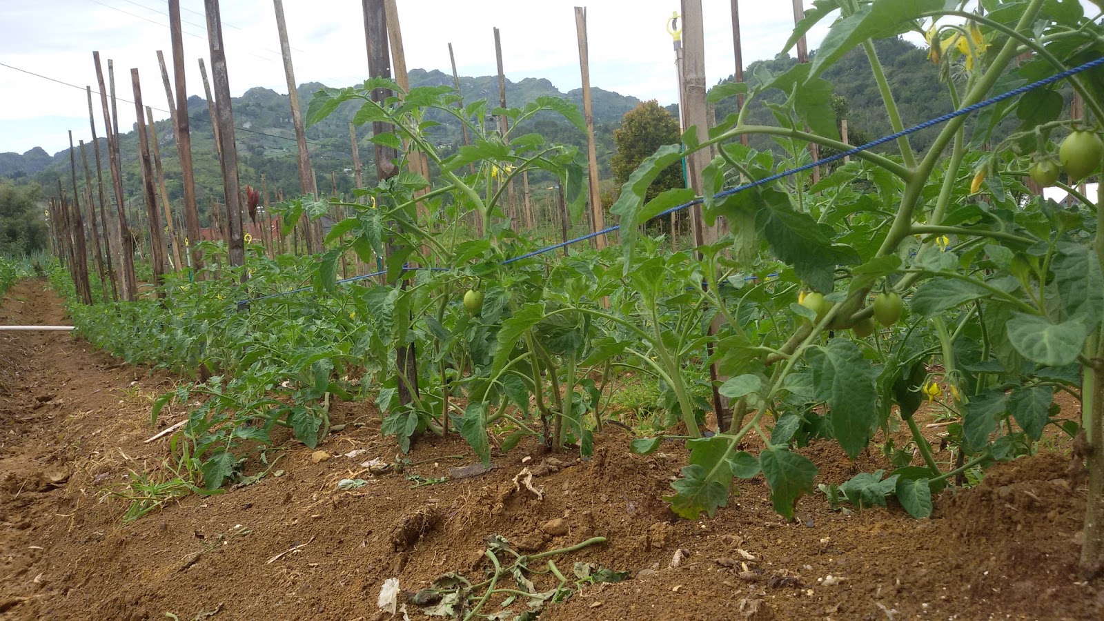 budidaya tomat dataran tinggi