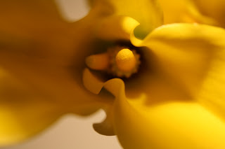 FLORS MAS LLUHI: CALA O LIRIOS AMARILLO TU RAMO DE NOVIA.