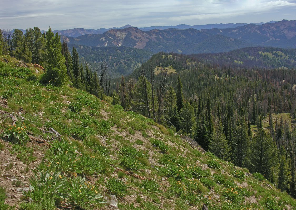 Round 1 Sawtooth Elk Zone vs. Teton Elk Zone IDAHOMAN