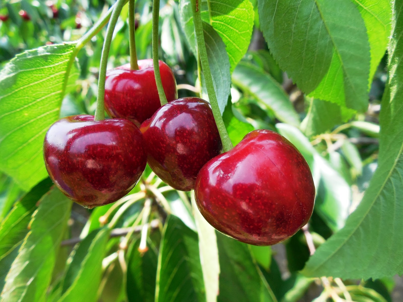 West Michigan Cherry Picking The Nutritionist Reviews