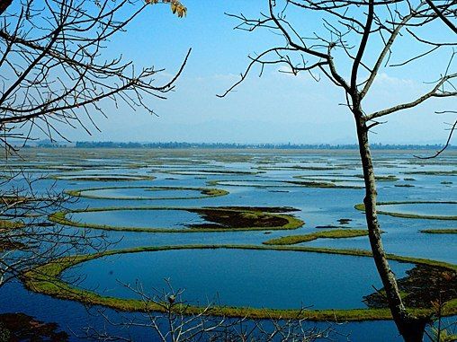 Keunikan Phumdi, Danau Terapung Langka dari India