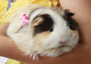 why do guinea pigs make good pets