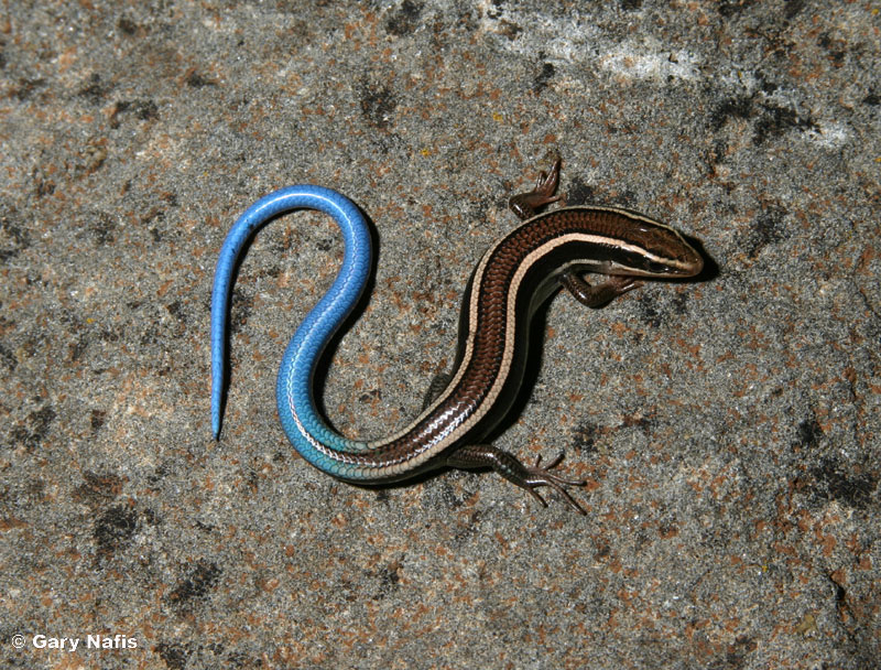 Snakes Snakes With Legs