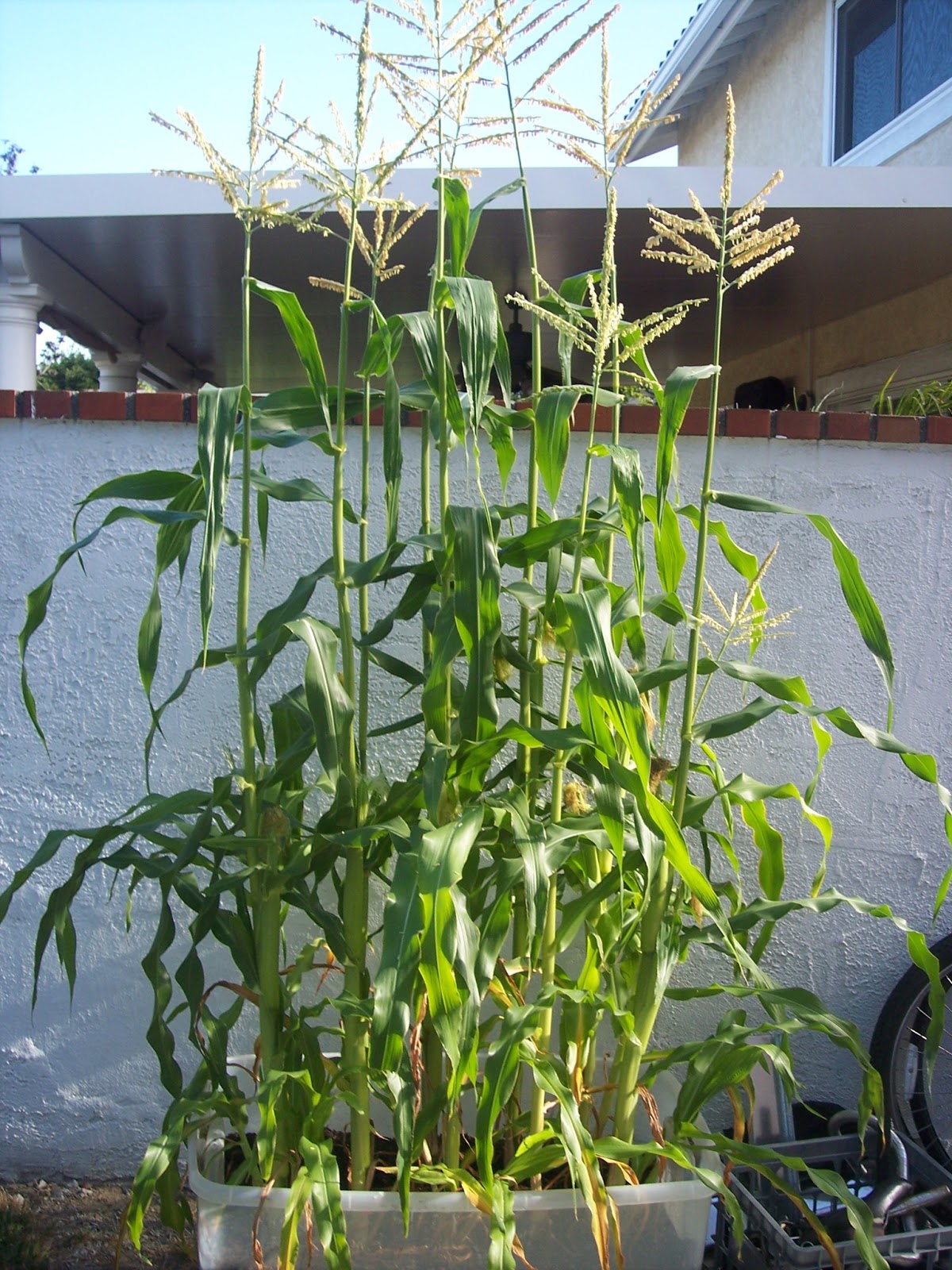Corn in the Backyard (How I got into Gardening) | Greens and Machines