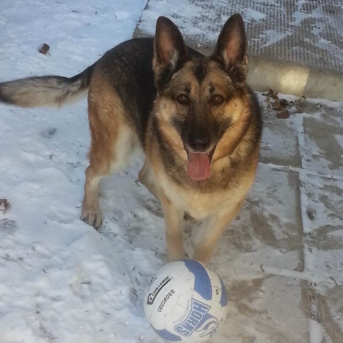 Cute dogs - part 9 (50 pics), german shepherd plays with ball