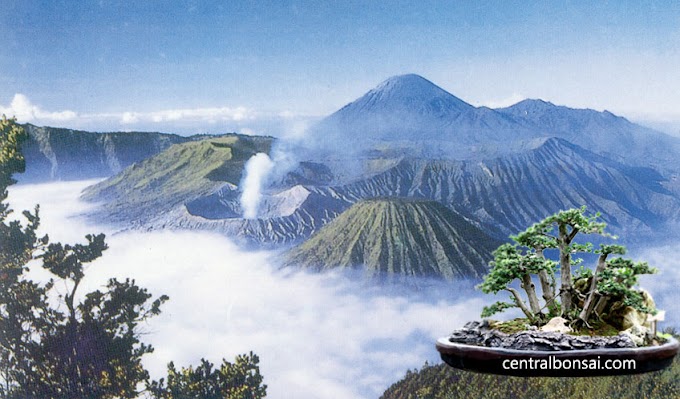 Jenis-Jenis Bonsai yang Banyak di Minati