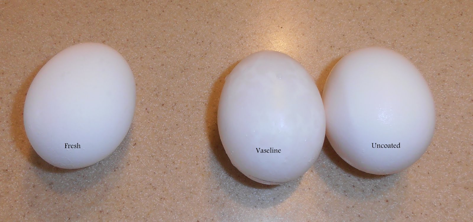 Goode Eates Egg Preservation Month Two