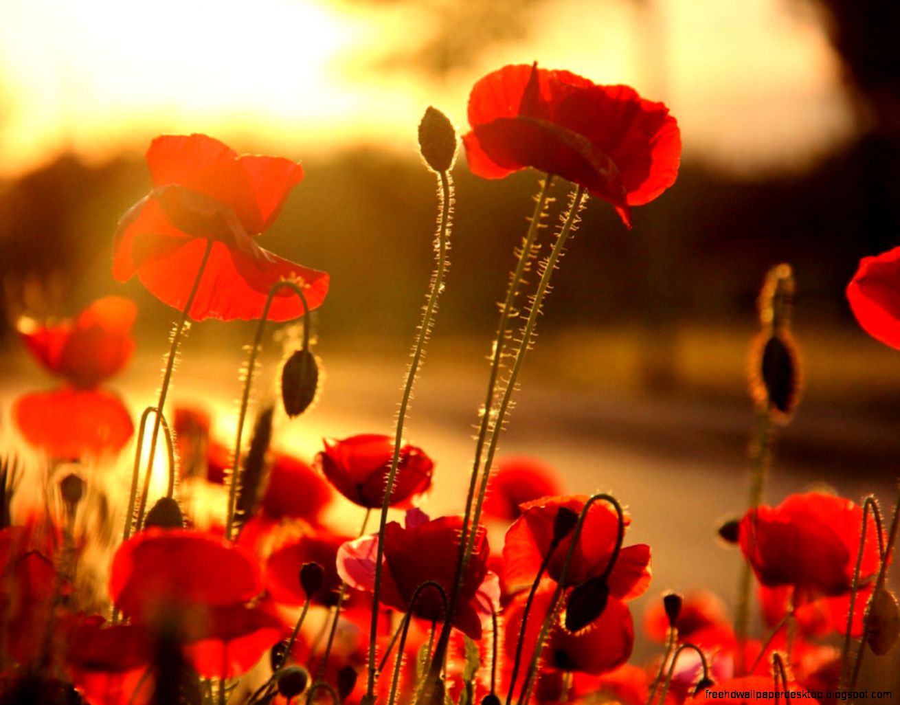 Poppies Flowers Red Hd Wallpaper  All Desktop Wallpaper
