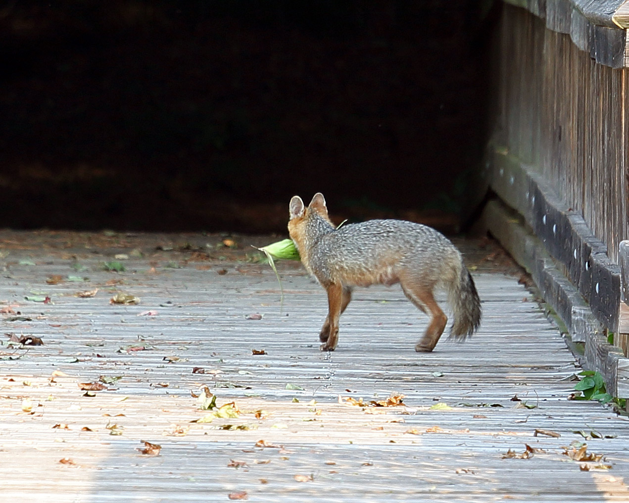 Exploring Nature in NC A Vegetarian Fox?