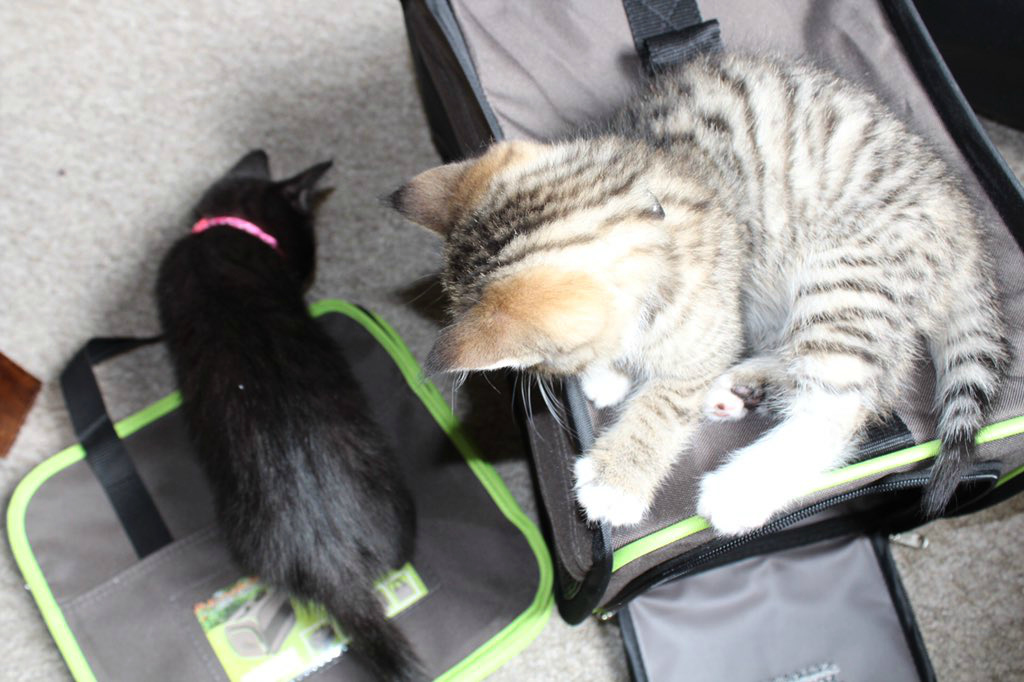 Travelling with cats 