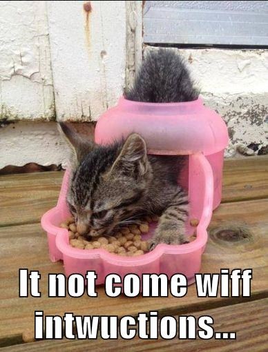 True Book Addict...Books, Cats, and More: Cat Thursday: Random funnies