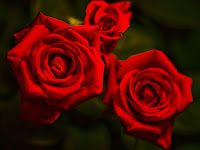 rose photos wallpaper, red roses picture download to your laptop hard drive