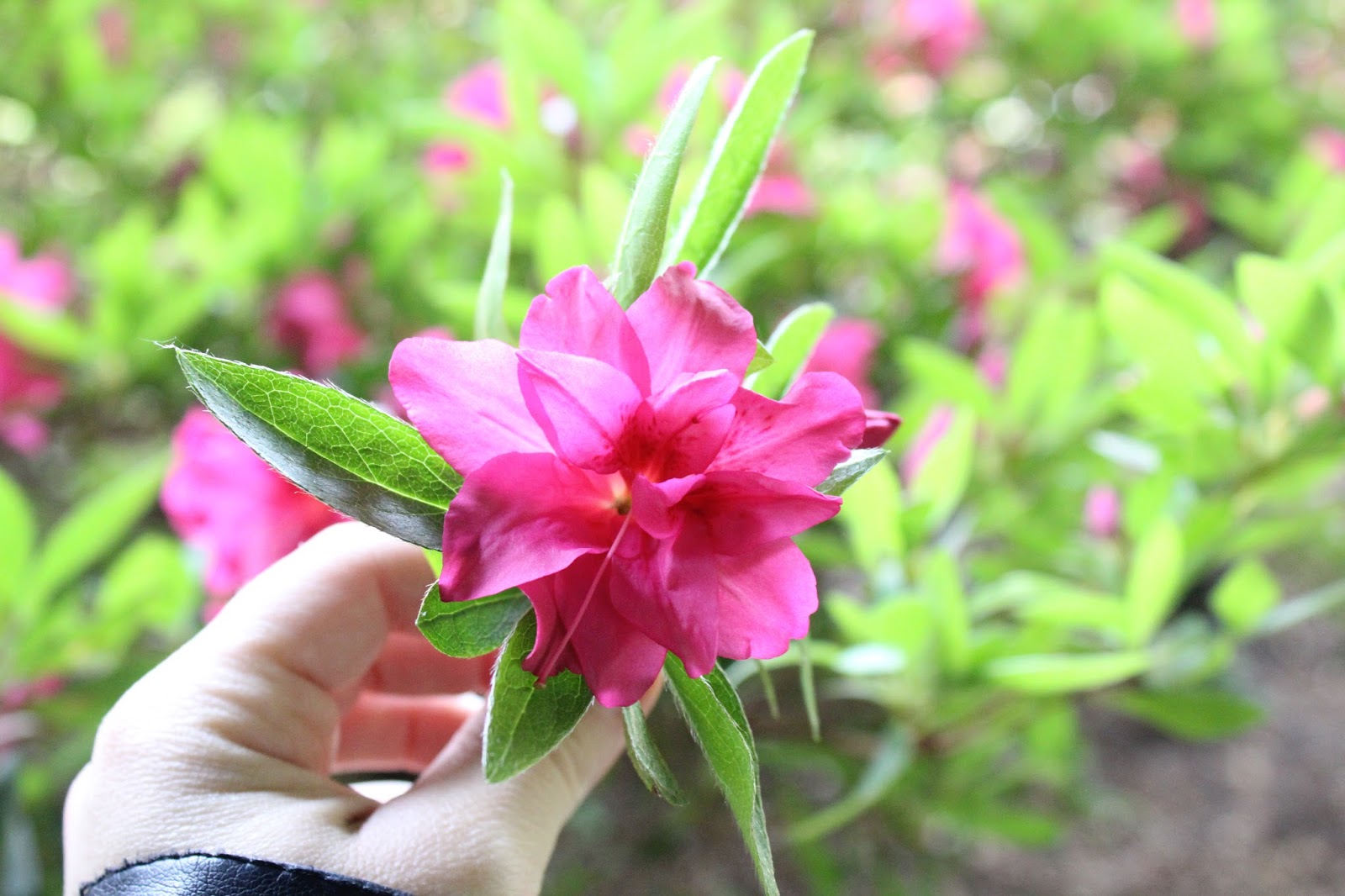 Dscn0997 Jpg 1 600 1 200 Pixels Peinture Maternelle Printemps