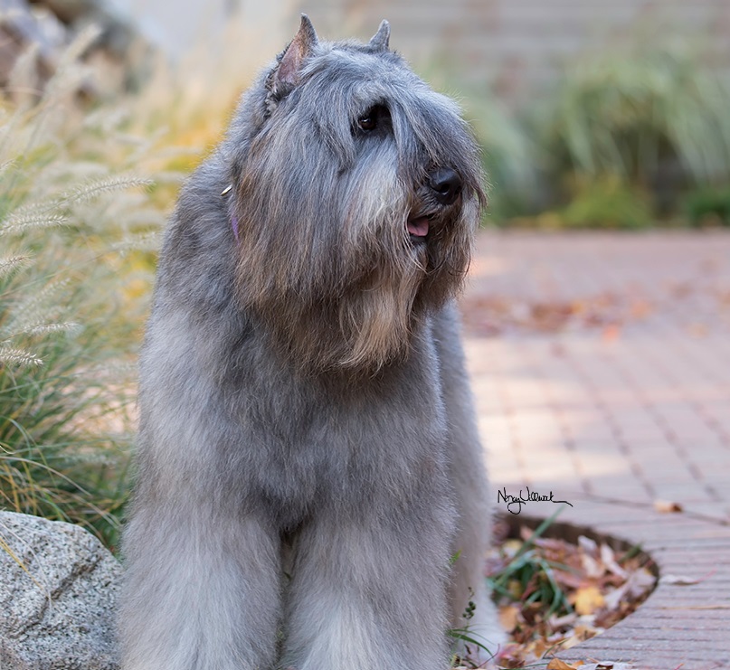 DOG SHOW POOP ELGIN KENNEL CLUB