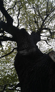 Quercus robur - Oak Tree Brockwell Park