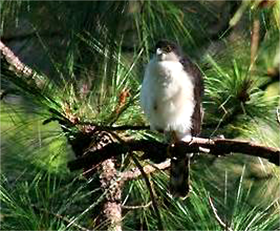 Bellas Aves de El Salvador Accipiter chionogaster (halcón pecho blanco)
