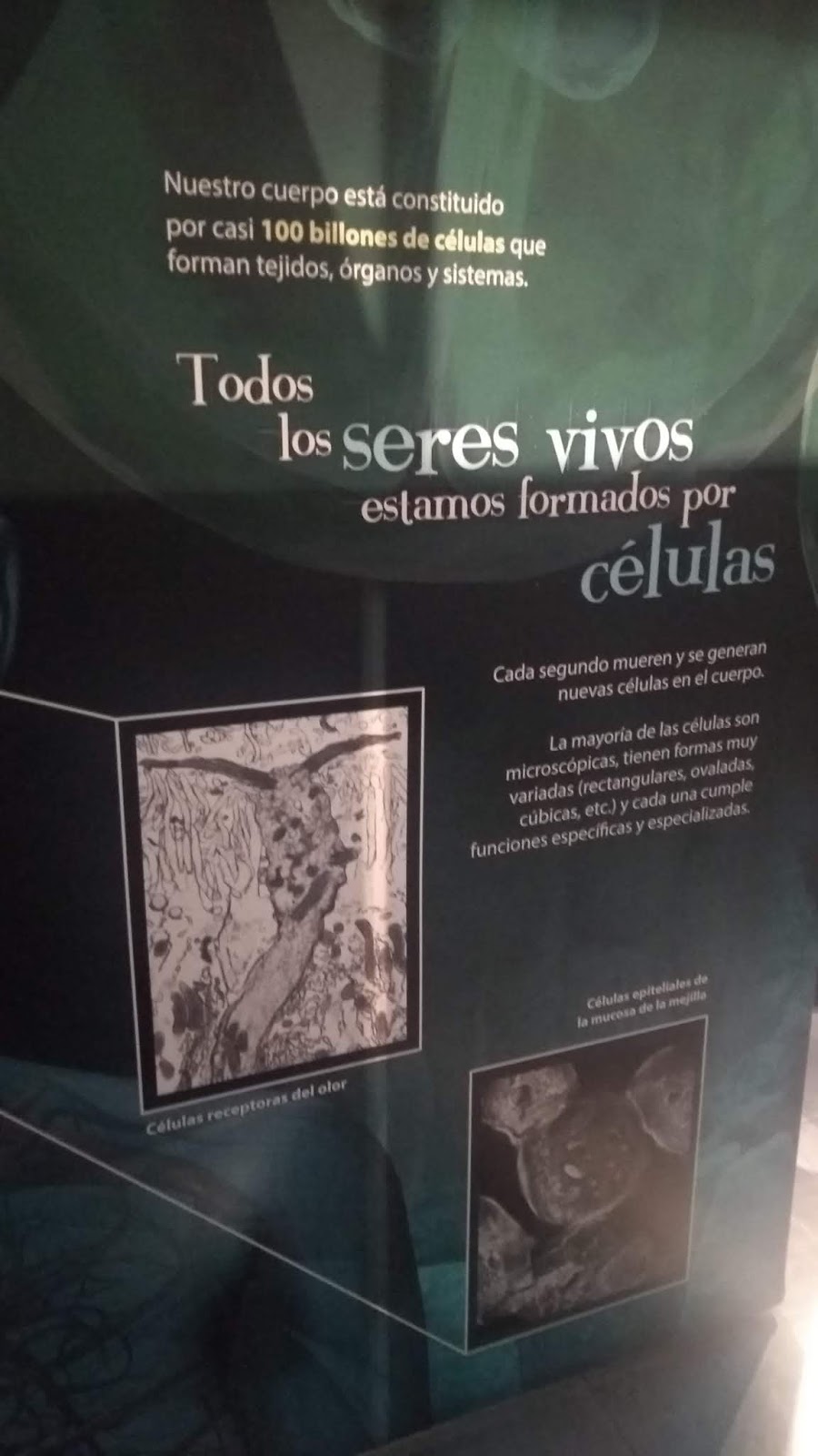 Dime De Donde Vienes Y Te Dire Quien Eres Letra Dime tus genes y te diré quien eres