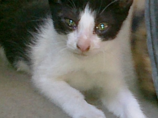 Mengobati Flu Kucing