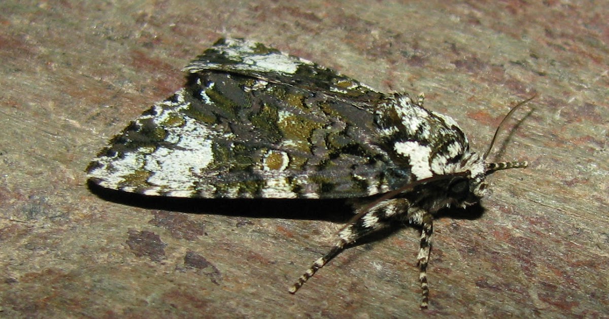 LEPIDOPTERA By Ed Craniophora ligustri