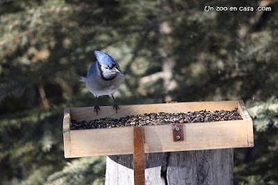 Gaig nord-americà (Cyanocitta cristata) menjant sobre una plataforma