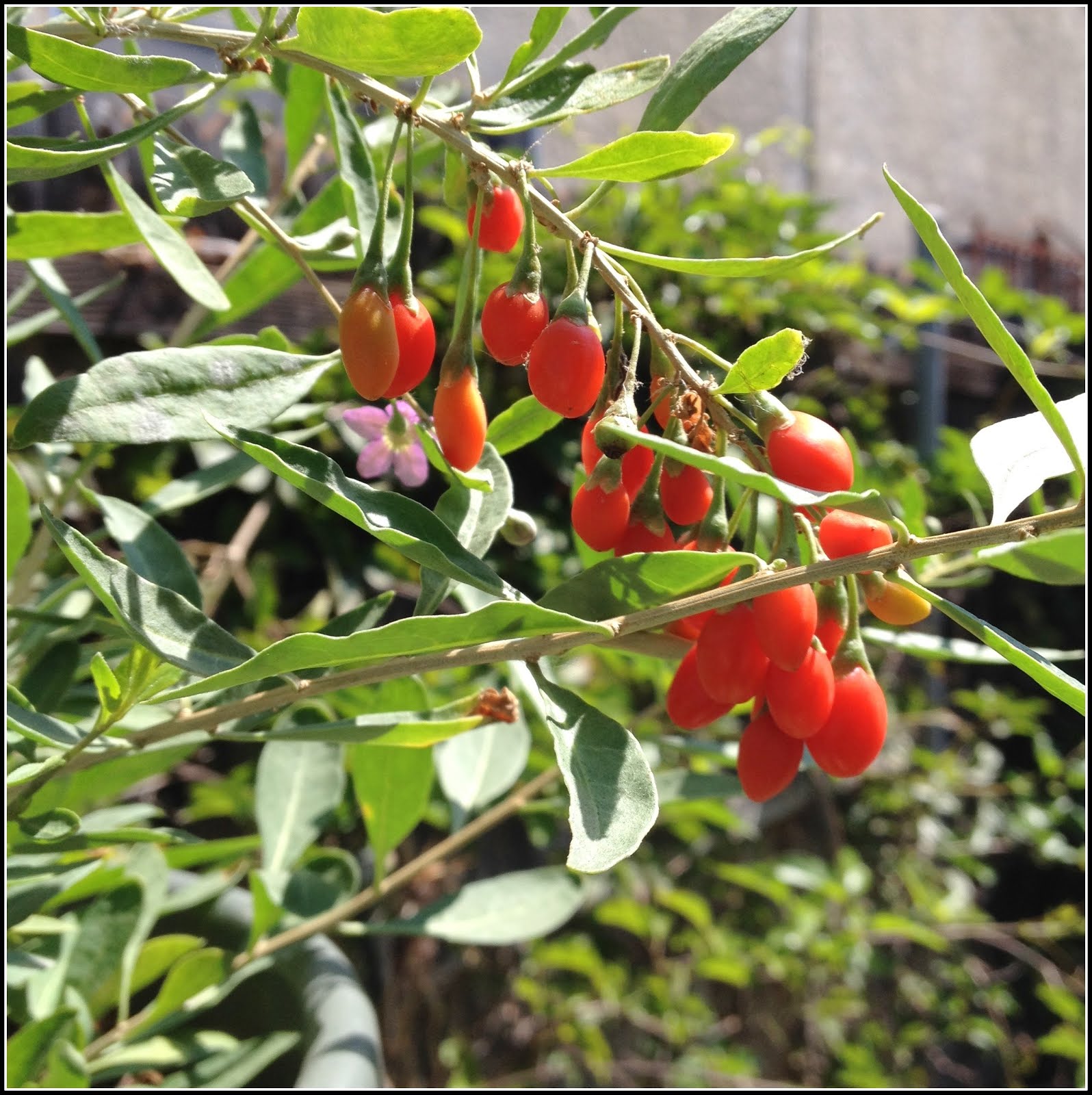 Plants For Sale Goji Berry