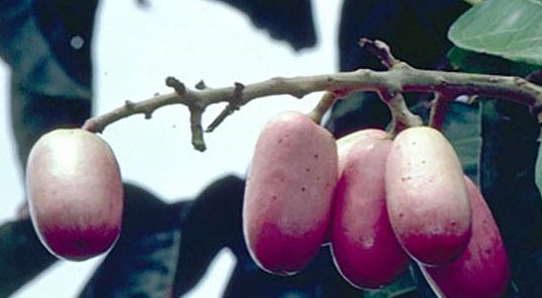 Inilah 6 Buah Paling Unik yang Belum Pernah Anda Temui Inilah 6 Buah Paling Unik yang Belum Pernah Anda Temui