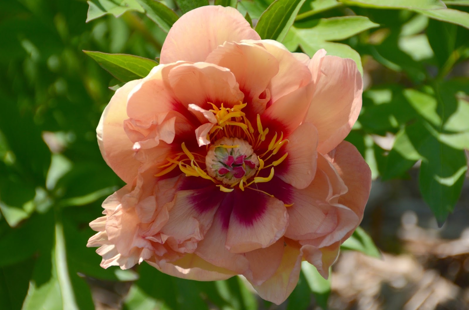 Southern Peony: 2015 New Peony Bloom Color Classifications