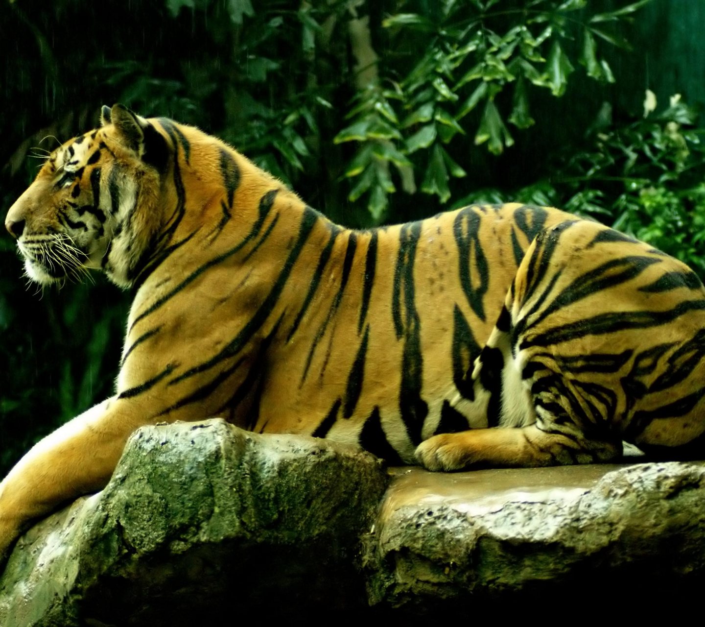 http://3.bp.blogspot.com/-EHMeYl4EvZU/UaK1VRA79kI/AAAAAAAARuE/JPTM2aui4lg/s1600/Animals-HD-Wallpaper-Royal-Bengal-tiger1.jpg