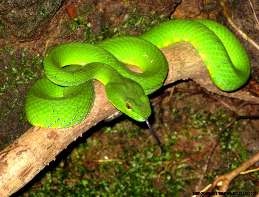 Amazon Rainforest Animals Snakes