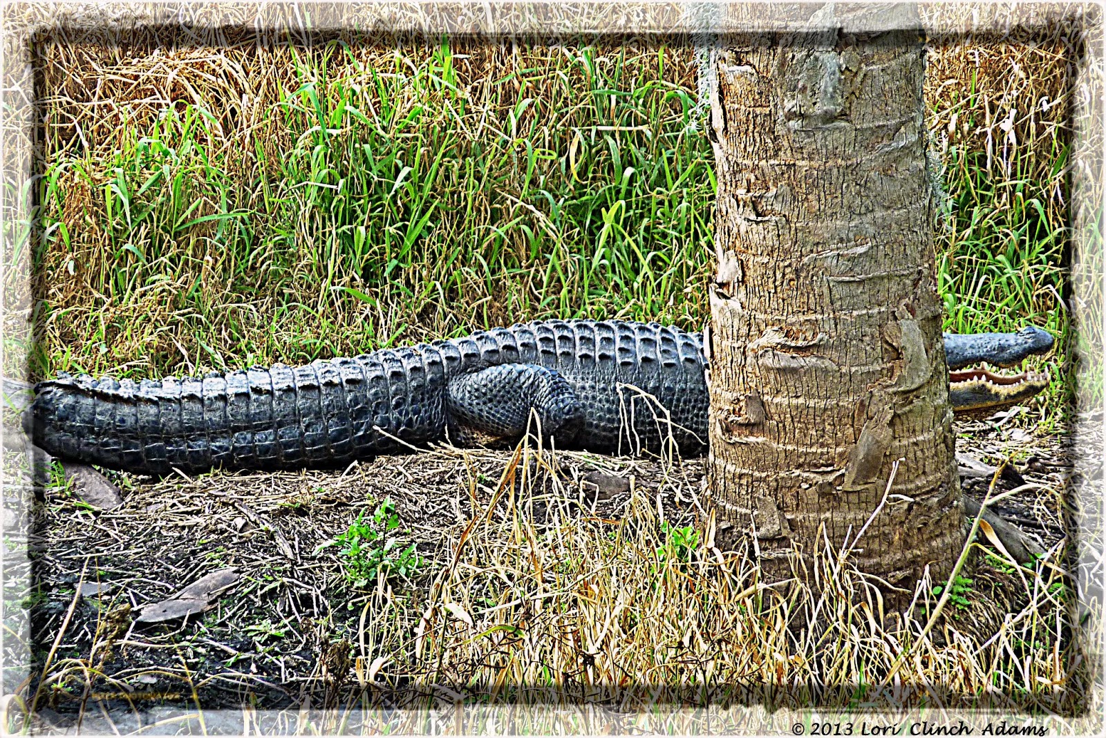 My Florida Love Affair Who Made Gator Bits of This Gator's Tail