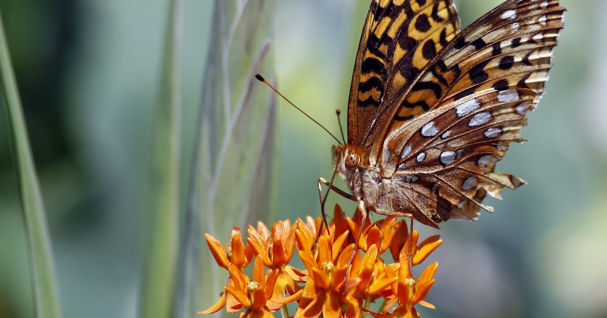 Tbone Images Iron Butterflys