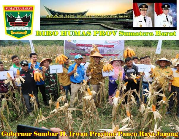 Jagung Merupakan Hasil Pertanian Komoditi Unggulan Yang Menjanjikan Figur News