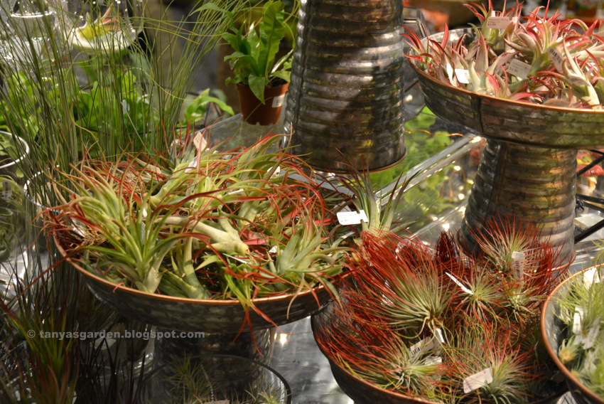 MySecretGarden: Swanson's Nursery Booth at NWFGS-2018. Wordless Wednesday