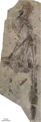 Changyuraptor skeleton