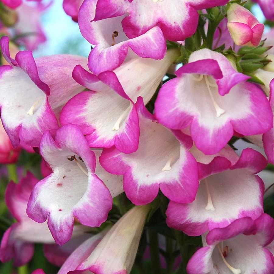 PENSTEMON "LAURA"