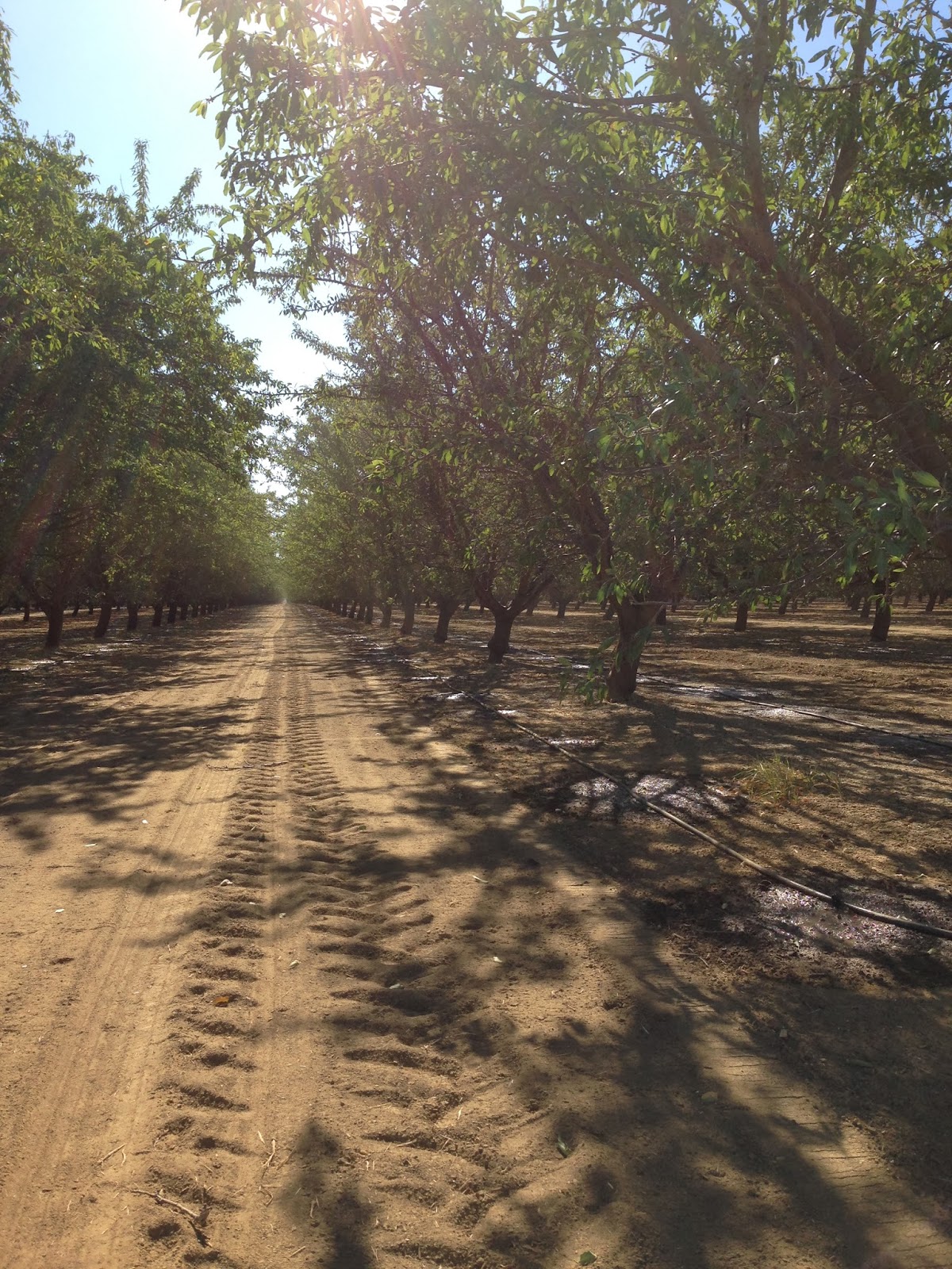 Sustainable Ag A View from the Field Drought Can Cause Headaches