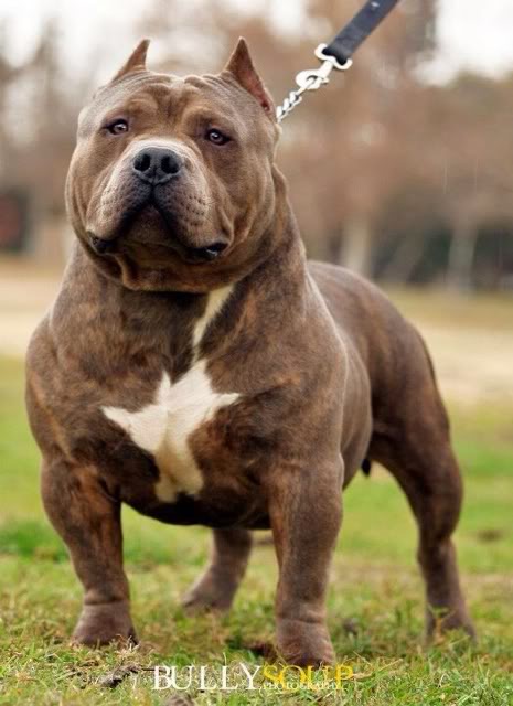 American Bully Dog For Sale California American Bully Dog For Sale California