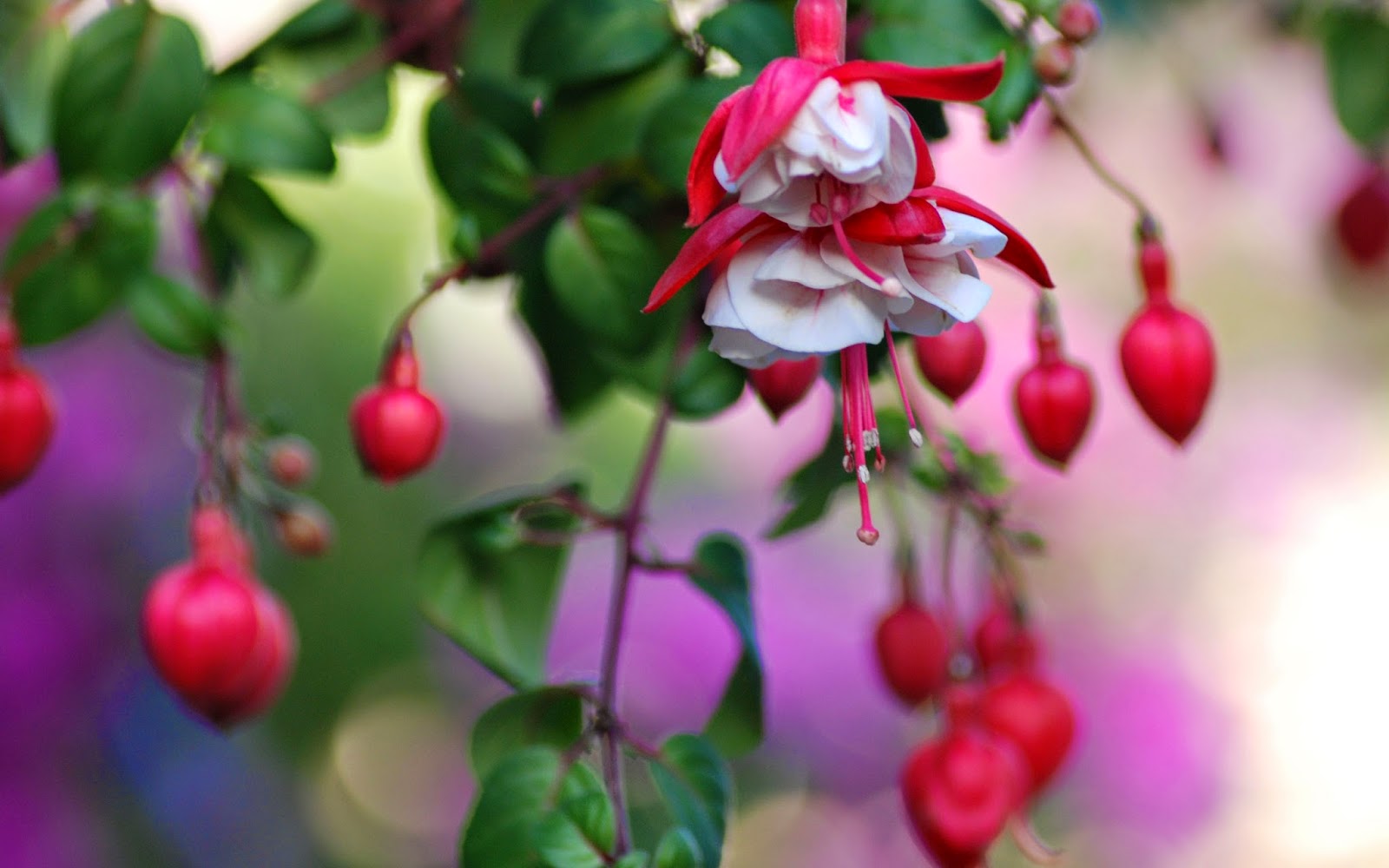 Beautiful Wallpapers for Desktop